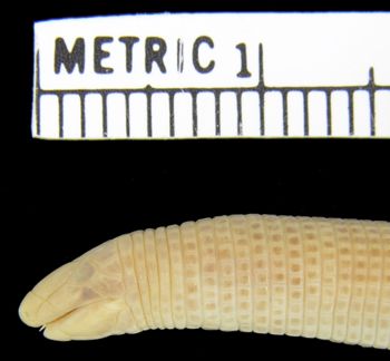 Media type: image; Herpetology R-92039